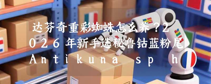 达芬奇重彩蜘蛛怎么养？2026年新手选秘鲁钴蓝粉尾Antikuna sp herradura要注意哪些细节？