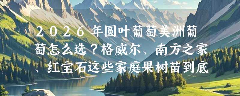 2026年圆叶葡萄美洲葡萄怎么选？格威尔、南方之家、红宝石这些家庭果树苗到底适不适合新手？