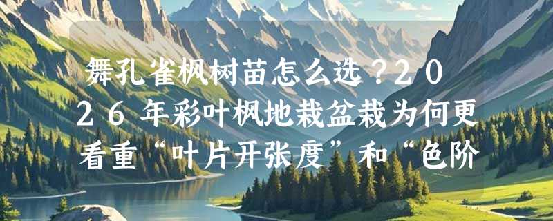 舞孔雀枫树苗怎么选？2026年彩叶枫地栽盆栽为何更看重“叶片开张度”和“色阶稳定性”？