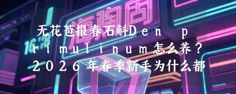 无花苞报春石斛Den primulinum怎么养？2026年春季新手为什么都选它当入门款？
