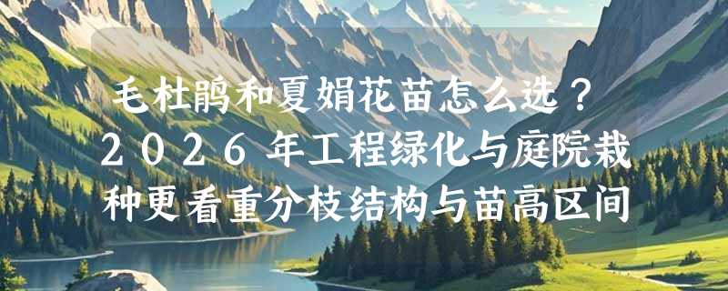 毛杜鹃和夏娟花苗怎么选？2026年工程绿化与庭院栽种更看重分枝结构与苗高区间