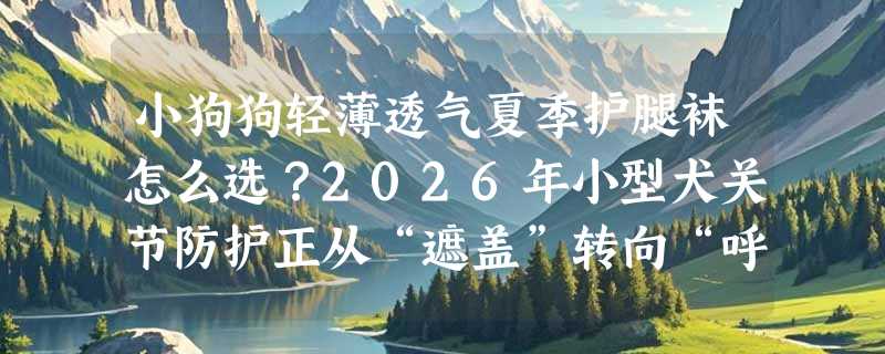 小狗狗轻薄透气夏季护腿袜怎么选？2026年小型犬关节防护正从“遮盖”转向“呼吸式适配”