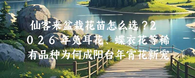 仙客来盆栽花苗怎么选？2026年兔耳花、蝶衣花等稀有品种为何成阳台年宵花新宠？