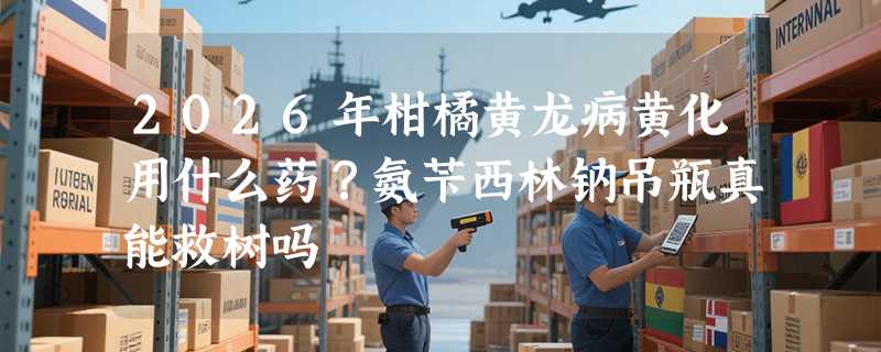2026年柑橘黄龙病黄化用什么药？氨苄西林钠吊瓶真能救树吗