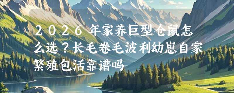 2026年家养巨型仓鼠怎么选？长毛卷毛波利幼崽自家繁殖包活靠谱吗