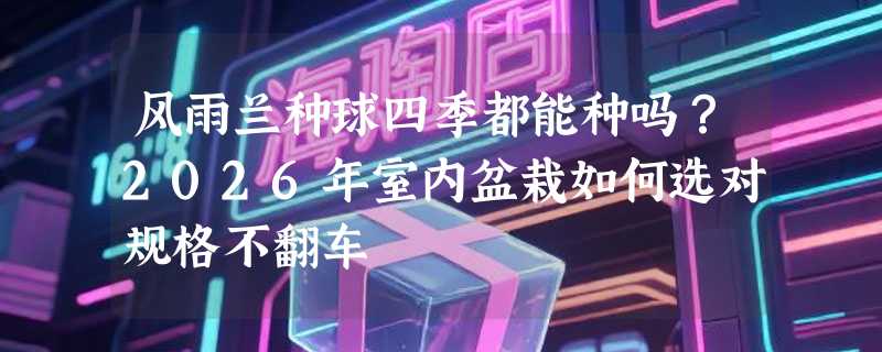 风雨兰种球四季都能种吗？2026年室内盆栽如何选对规格不翻车