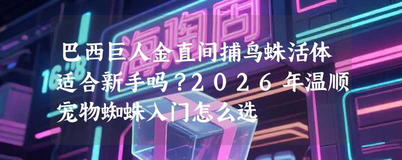 巴西巨人金直间捕鸟蛛活体适合新手吗？2026年温顺宠物蜘蛛入门怎么选