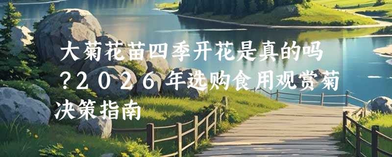 大菊花苗四季开花是真的吗？2026年选购食用观赏菊决策指南
