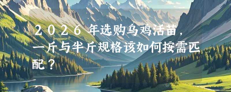 2026年选购乌鸡活苗，一斤与半斤规格该如何按需匹配？