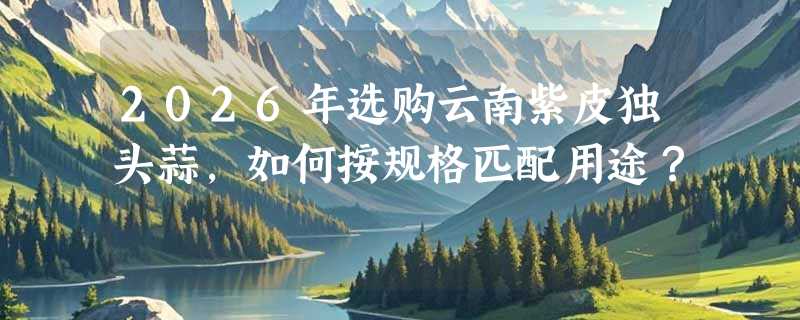 2026年选购云南紫皮独头蒜，如何按规格匹配用途？