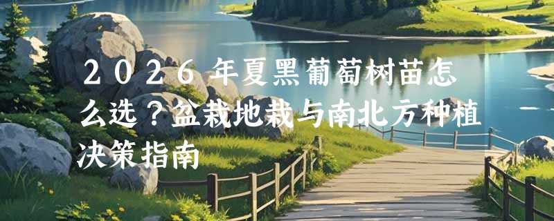 2026年夏黑葡萄树苗怎么选？盆栽地栽与南北方种植决策指南