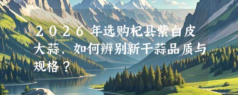 2026年选购杞县紫白皮大蒜，如何辨别新干蒜品质与规格？