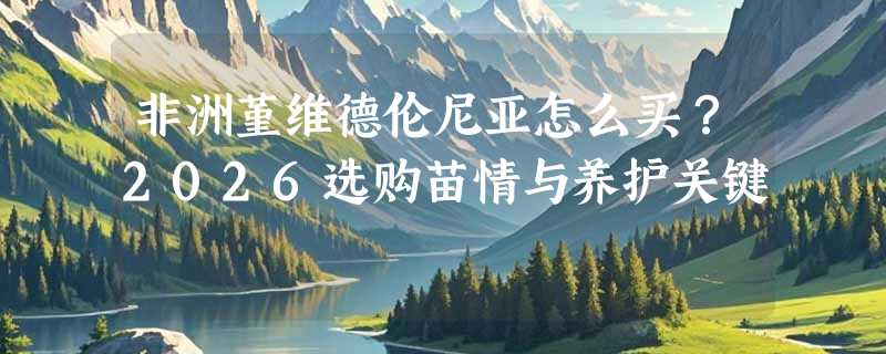 非洲堇维德伦尼亚怎么买？2026选购苗情与养护关键