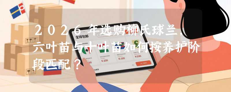 2026年选购柳氏球兰，六叶苗与十叶苗如何按养护阶段匹配？