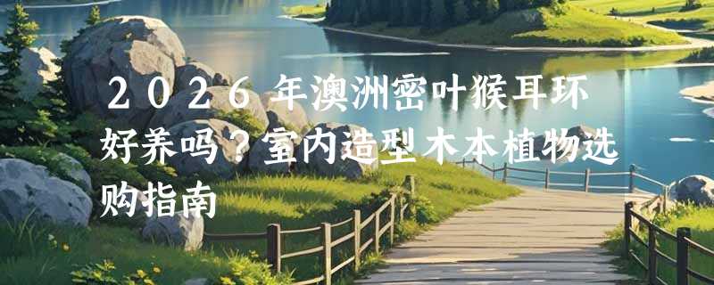 2026年澳洲密叶猴耳环好养吗？室内造型木本植物选购指南