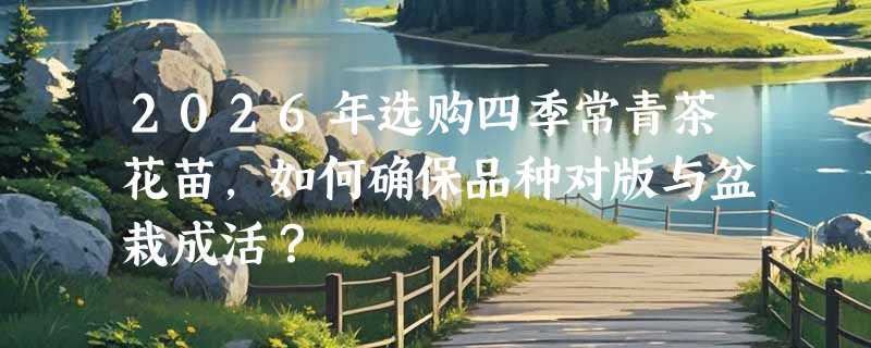 2026年选购四季常青茶花苗，如何确保品种对版与盆栽成活？