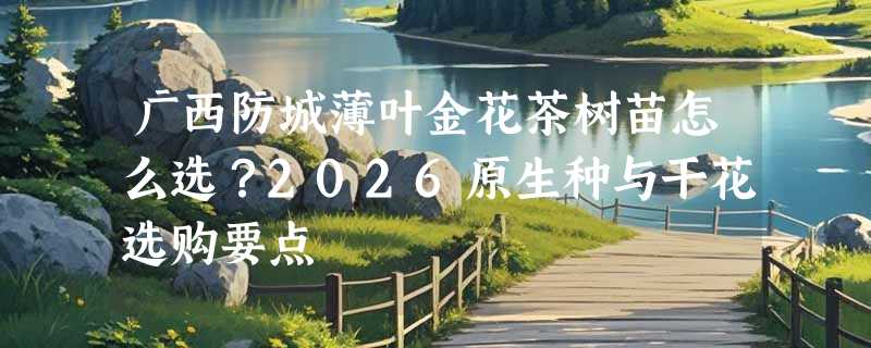 广西防城薄叶金花茶树苗怎么选？2026原生种与干花选购要点