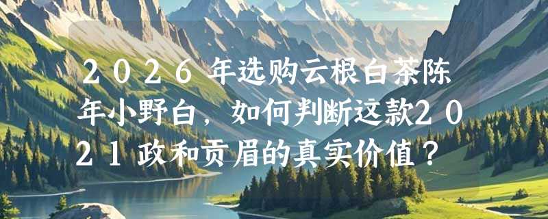 2026年选购云根白茶陈年小野白，如何判断这款2021政和贡眉的真实价值？
