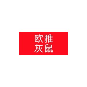 欧雅灰鼠
